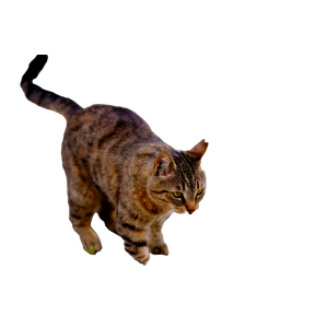A Cute Tabby Cat Walking On Cobblestone In Bornova, İZmir, TüRkiye. 13876 - Cat PNG image with transparent background